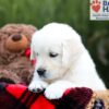 Image of Stella, a Golden Retriever puppy