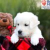 Image of Stella, a Golden Retriever puppy