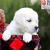 Image of Stella, a Golden Retriever puppy