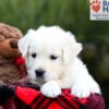 Image of Stella, a Golden Retriever puppy