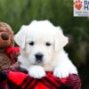 Image of Stella, a Golden Retriever puppy