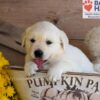 Image of Trump, a Golden Retriever puppy