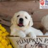 Image of Trump, a Golden Retriever puppy