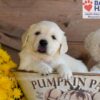 Image of Trump, a Golden Retriever puppy