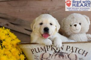 Image of Trump, a Golden Retriever puppy