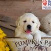 Image of Trump, a Golden Retriever puppy