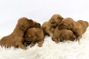 Image of Dark Golden ready Oct. 7, a Golden Retriever puppy