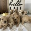 Image of Ready Nov. 15, a Golden Retriever puppy