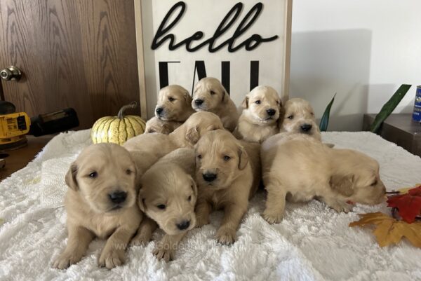 Image of Ready Nov. 15, a Golden Retriever puppy