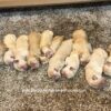 Image of Ready Nov. 15, a Golden Retriever puppy