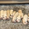 Image of Ready Nov. 15, a Golden Retriever puppy