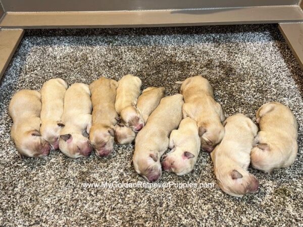 Image of Ready Nov. 15, a Golden Retriever puppy