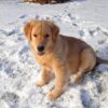 Image of Simba, a Golden Retriever puppy