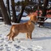 Image of Simba, a Golden Retriever puppy