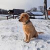 Image of Simba, a Golden Retriever puppy