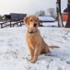 Image of Simba, a Golden Retriever puppy