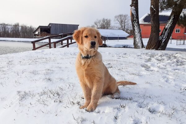 Image of Simba, a Golden Retriever puppy