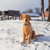 Image of Simba, a Golden Retriever puppy