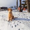 Image of Simba, a Golden Retriever puppy