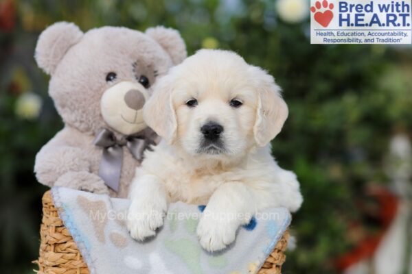 Image of Ace, a Golden Retriever puppy