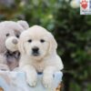 Image of Adam, a Golden Retriever puppy