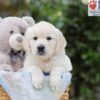 Image of Adam, a Golden Retriever puppy