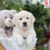 Image of Adam, a Golden Retriever puppy