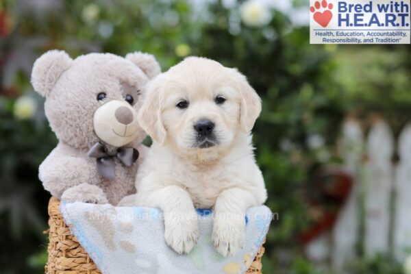 Image of Adam, a Golden Retriever puppy