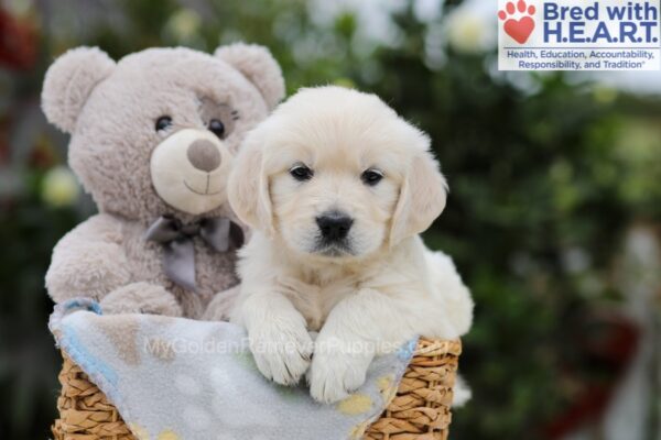 Image of Addi, a Golden Retriever puppy