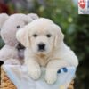 Image of Alfie, a Golden Retriever puppy