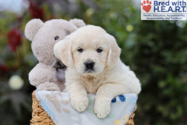 Image of Alfie, a Golden Retriever puppy