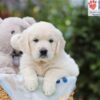 Image of Alfie, a Golden Retriever puppy