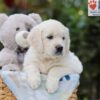 Image of Alfie, a Golden Retriever puppy