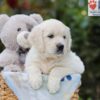 Image of Alfie, a Golden Retriever puppy