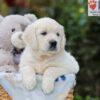 Image of Alfie, a Golden Retriever puppy