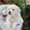 Image of Alfie, a Golden Retriever puppy