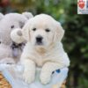 Image of Alfie, a Golden Retriever puppy