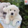 Image of Alfie, a Golden Retriever puppy