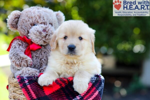 Image of Amber, a Golden Retriever puppy