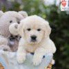 Image of Amy, a Golden Retriever puppy