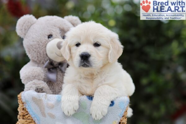 Image of Amy, a Golden Retriever puppy