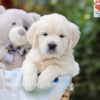 Image of Andy, a Golden Retriever puppy