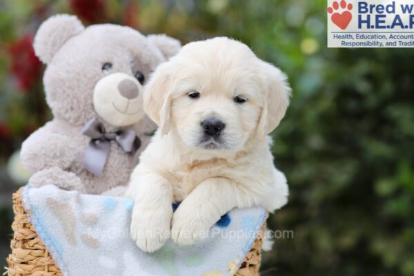 Image of Andy, a Golden Retriever puppy