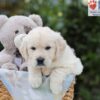 Image of Archie, a Golden Retriever puppy