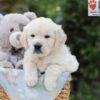 Image of Archie, a Golden Retriever puppy