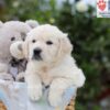 Image of Archie, a Golden Retriever puppy