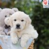 Image of Archie, a Golden Retriever puppy