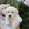 Image of Archie, a Golden Retriever puppy