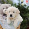 Image of Archie, a Golden Retriever puppy