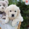 Image of Archie, a Golden Retriever puppy